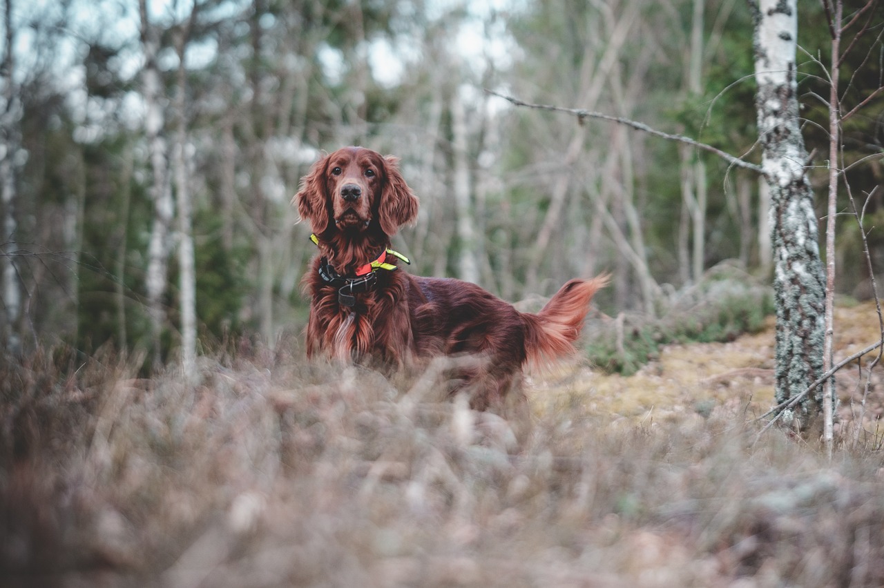 Exploring the Characteristics of the Gordon Setter